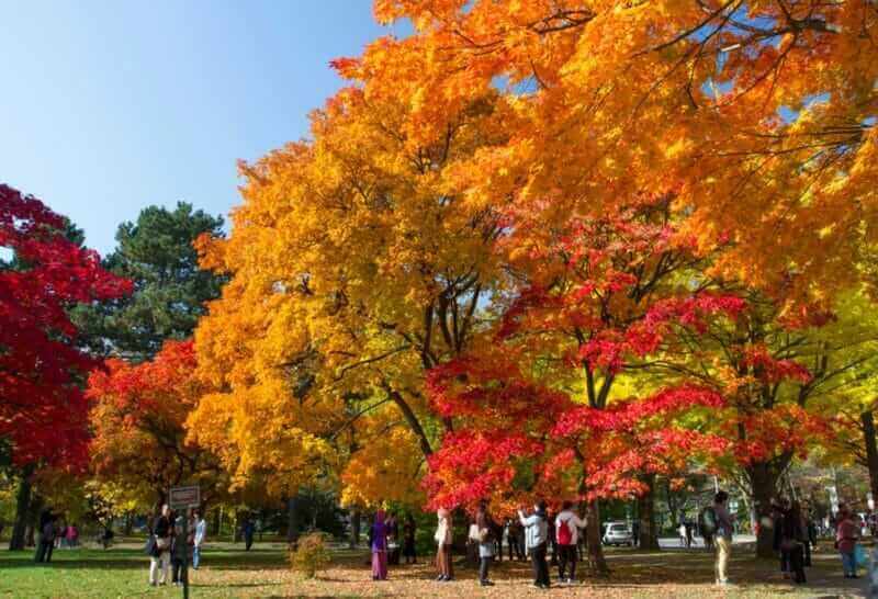 Colorful autumn maple leaves at Hokkaido University