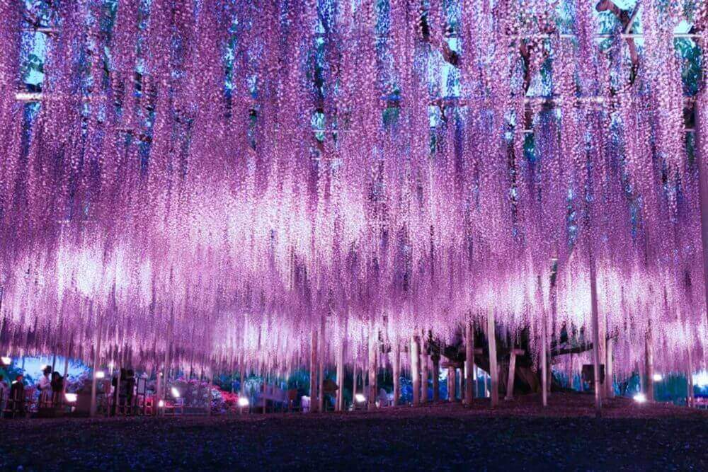 Beautiful wisteria illumination in Ashikaga Flower Park, Tochigi prefecture, Japan = shutterstock