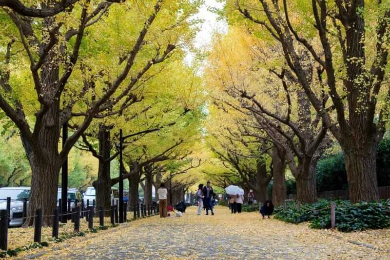 November 2017 : Meiji-Jingu-Gaien is one of the most famous places for its beautiful autumn leaves = shutterstock