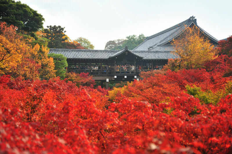 Crowds gather at Tofukuji Temple to celebrate the autumn maple leave festival in Kyoto, Japan = shutterstock