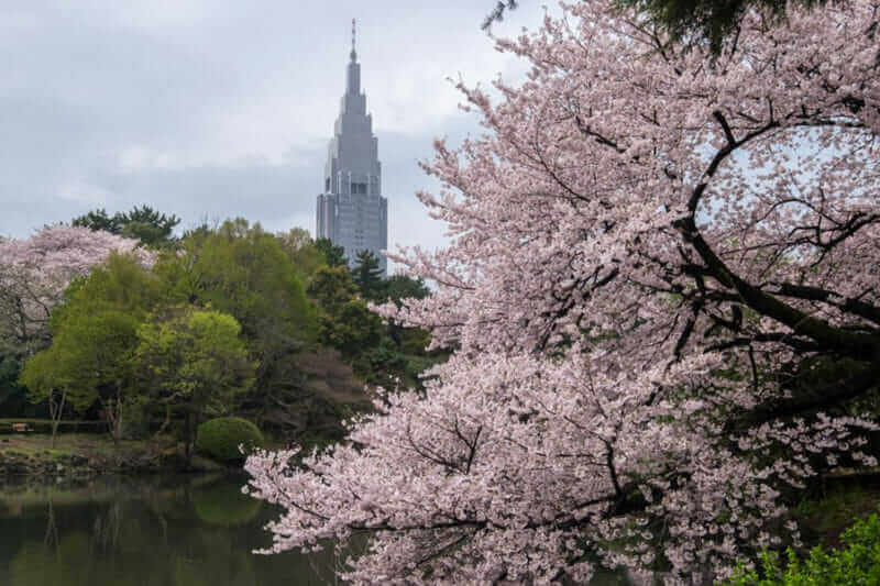 Cherry Blossom Season in Shinjuku Gyoen, Tokyo Japan = shutterstock