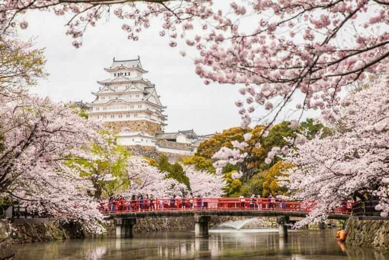 Japan Himeji castle , White Heron Castle in beautiful sakura cherry blossom season = shutterstock