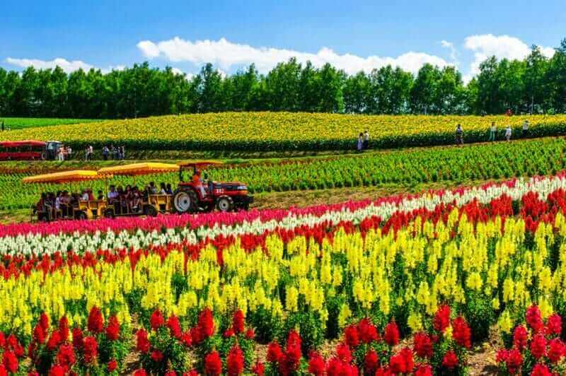 Tractor taking tourist relax in colorful flower field during summer at Shikisai-no-oka on July = shutterstock