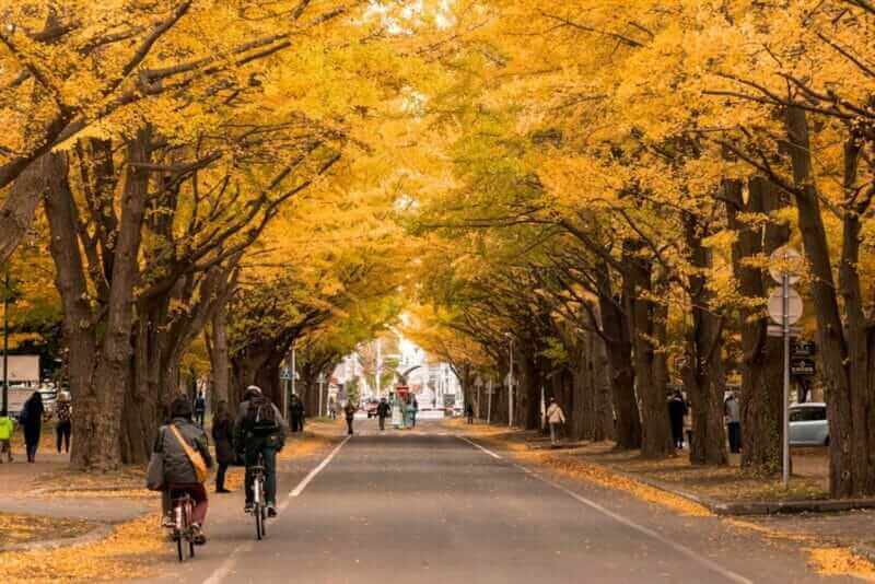The ginkgo street in fall season in Hokkaido University Sapporo city Hokkaido Japan on 26 October 2016 = shutterstock