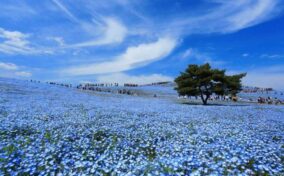 Crowd of tourists enjoying the view of Nemophila at Hitachi Seaside Park,this place popular tourist destination in Japan = shutterstock