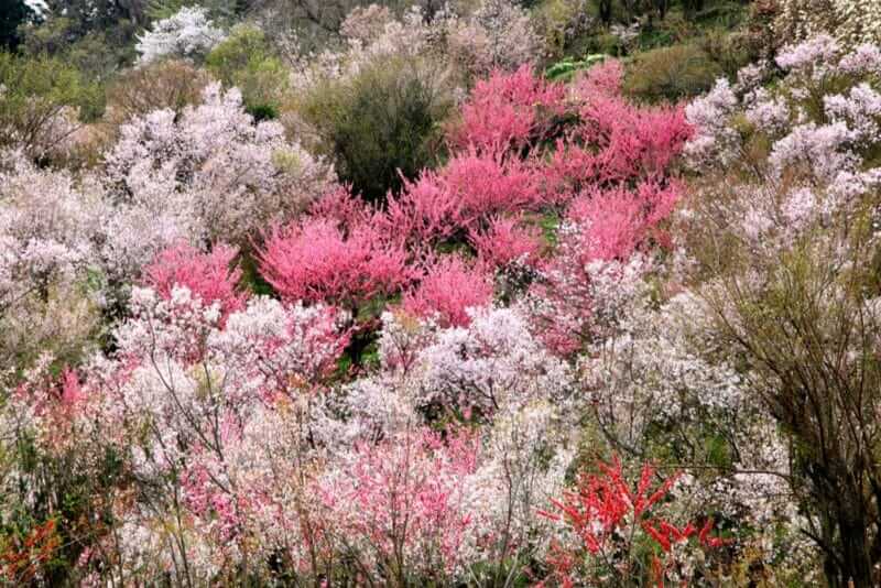 Beautiful view of Cherry blossoms or sakura and pink Peach flowers at Hanamiyama (Mountain of flowers) park in Fukushima town, Fukushima prefecture, Japan = shutterstock