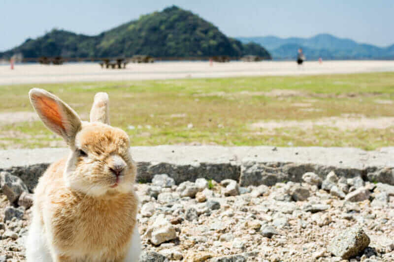 A rabbit sitting on a gravel looking at front in Ookuno island
