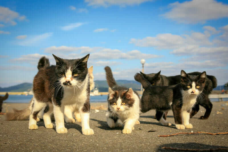 Cats on Tashirojima, known as "Cat Island", in Ishinomaki, Miyagi, Japan = AdobeStock