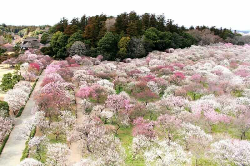 Beautiful plum blossoms rejuvenate people = AdobeStock