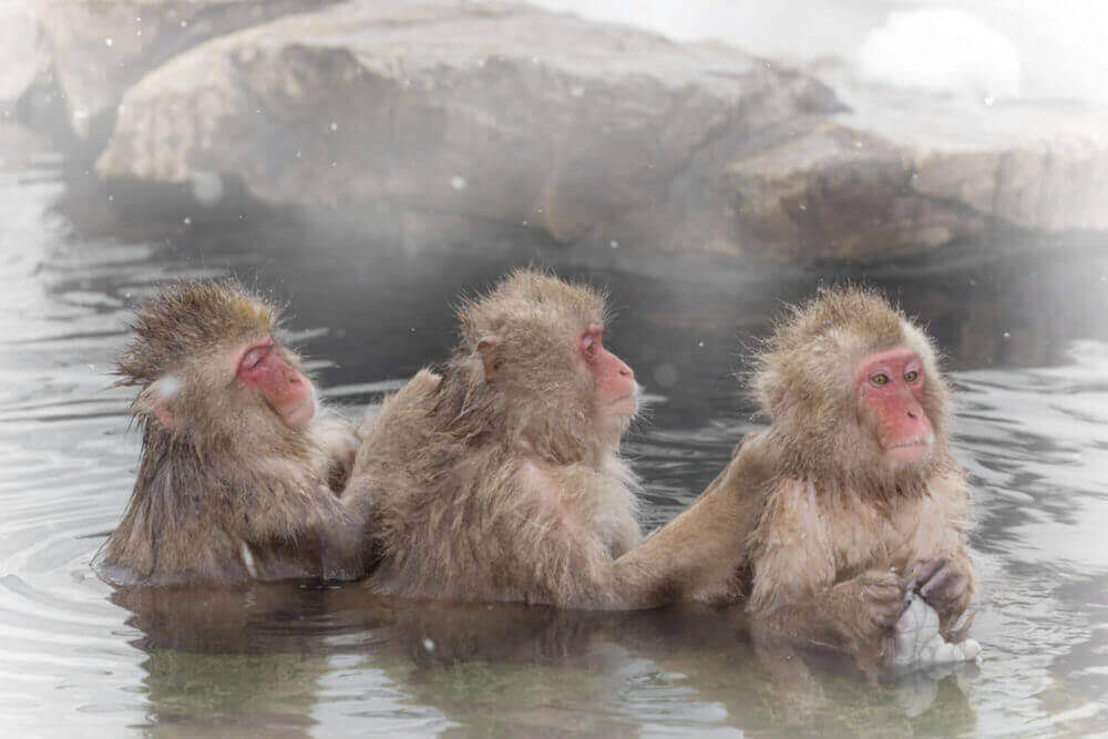 Snow monkeys in a natural onsen (hot spring), located in Jigokudani Park, Yudanaka. Nagano Japan