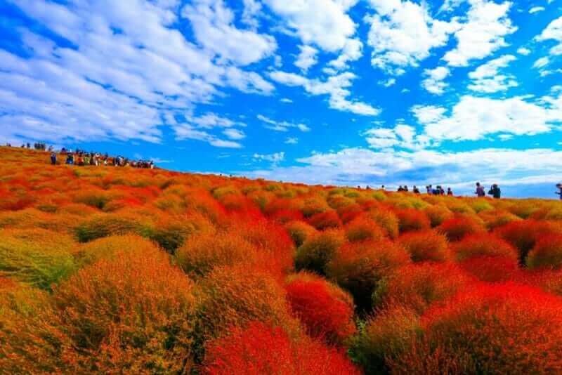 Kochia with hill landscape Mountain,at Hitachi Seaside Park in autumn with blue sky at Ibaraki, Japan = shutterstock