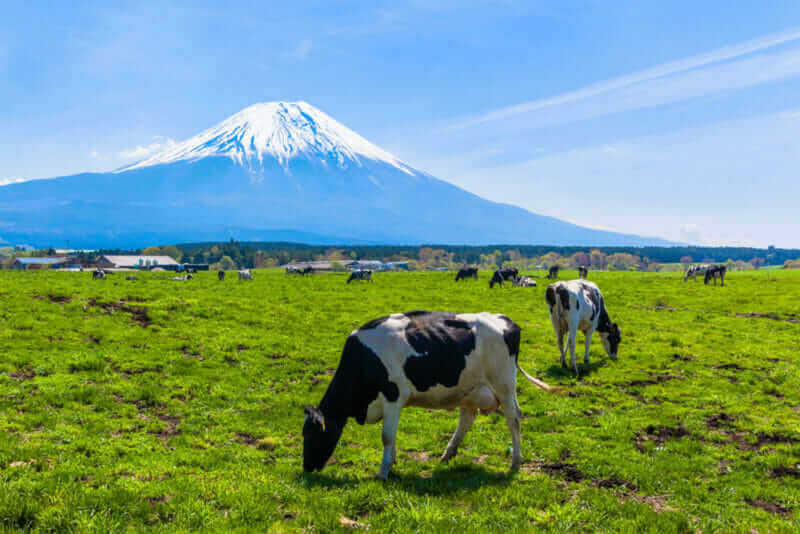 Cattle grazing in Asagirikogen to Mount Fuji views = shutterstock