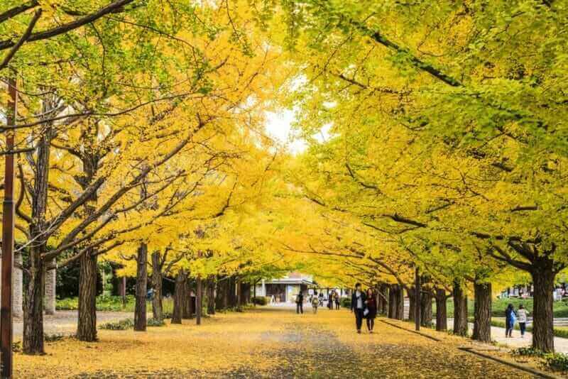Meiji-Jingu-Gaien is one of the most famous places for its beautiful autumn leaves = shutterstock
