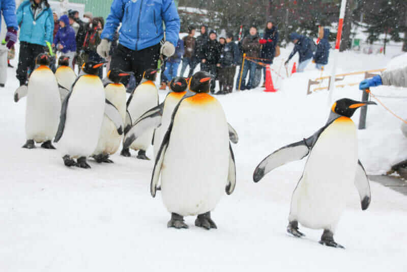 Penguin parade at Asahiyama Zoo in Japan = shutterstock