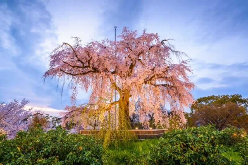 Maruyama Park in Kyoto, Japan during the spring cherry blossom festival = shutterstock