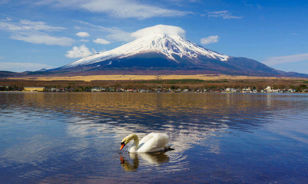 White Swan with Mount Fuji at Yamanaka lake, Yamanashi, Japan = shutterstock