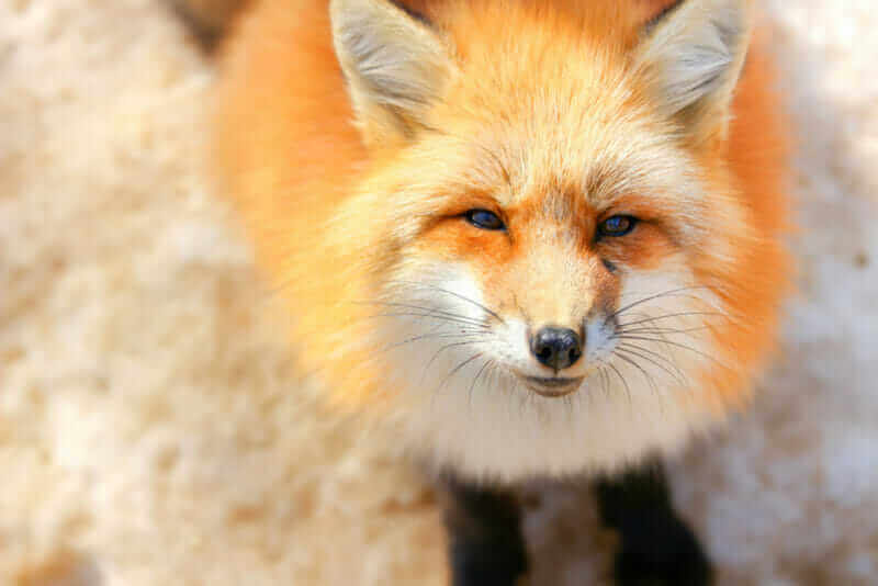 cute red fox in winter snow at Zao fox village, Miyagi, Japan = shutterstock