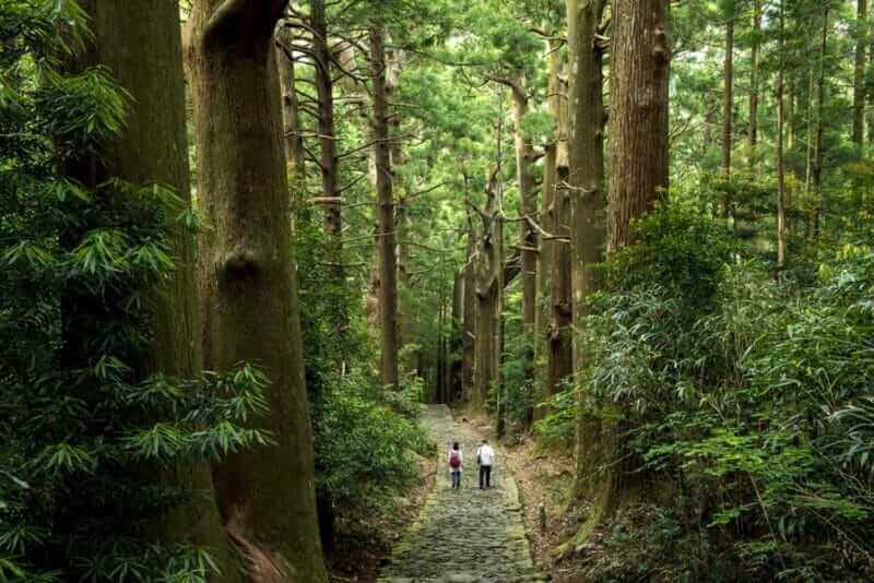 "Kumano Kodo" (Old pilgrimage road in Kumano district of Japan) = shutterstock