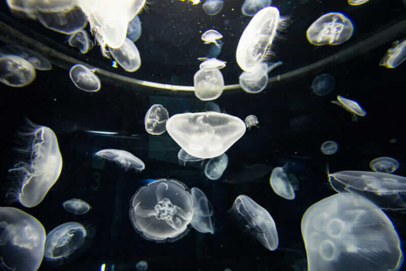 Jellyfish in Kaiyukan aquarium, Osaka ,Japan = shutterstock