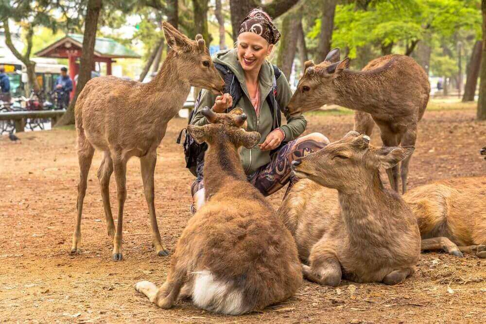 Young woman petting four deer in Nara park of Japan. Wild sika are considered a natural monument = shutterstock