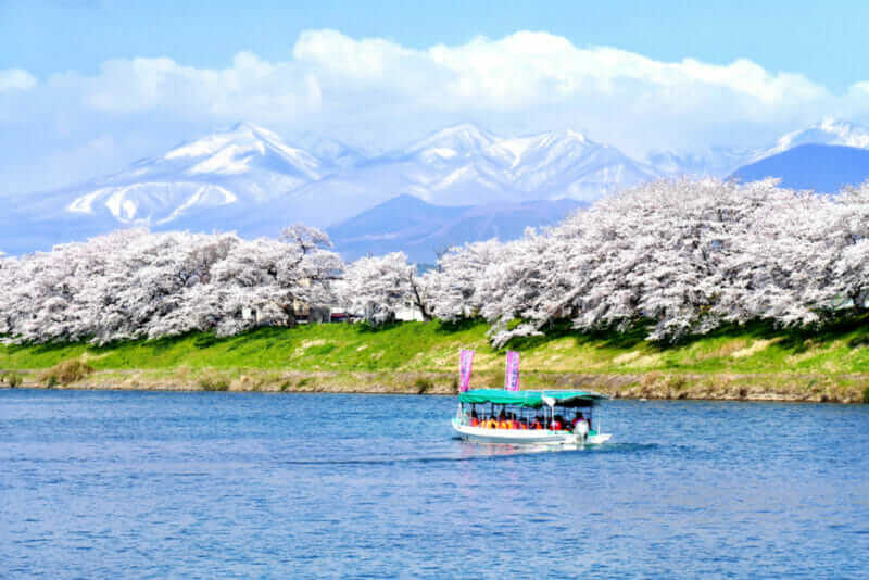 Tourist boat and rows of Cherry blossoms or sakura with the snow-covered Zao Mountain in the background along the bank of Shiroishi river in Miyagi prefecture, Japan = shutterstock