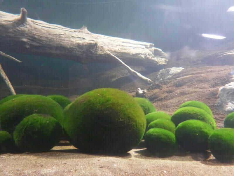 Lake moss balls (Aegagropila linnaei) that know as marimo in Japanese is filamentous green algae exist Lake Akan in Hokkaido, Japan