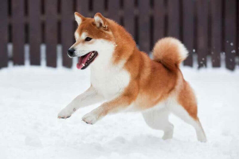 red Akita inu dog playing in the snow = shutterstock