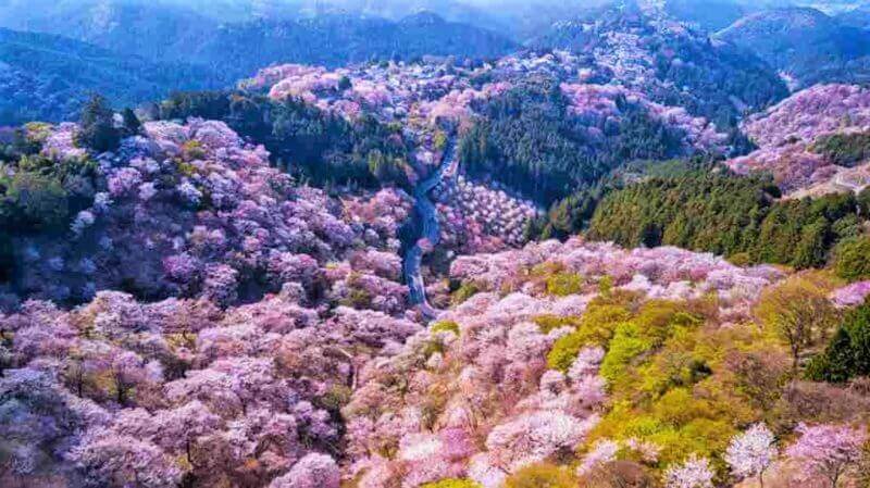 Aerial drone view of Mt. Yoshino covered by full blossom cherry trees, Nara prefecture, Japan = shutterstock