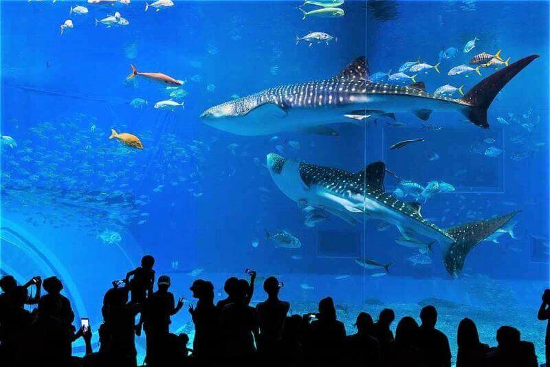Whale sharks and various kinds of fish swimming in the main tank, called the Kuroshio Sea, at Okinawa Chiraumi Aquarium, in Motobu, Okinawa Prefecture, Japan = shutterstock
