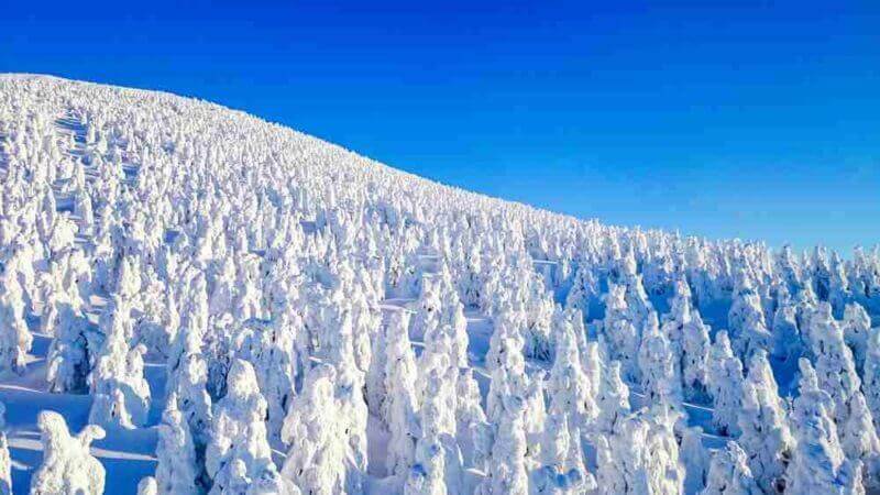 Zao Onsen Ski Resort and Snow Monster, Yamagata, Japan = shutterstock_11784053381