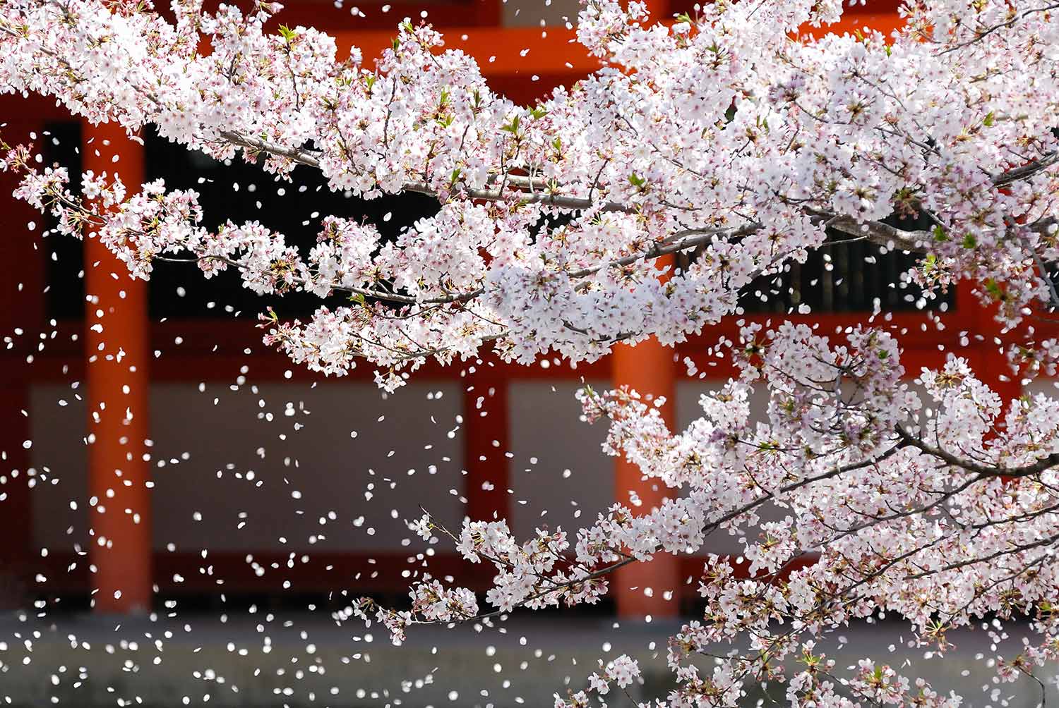 a flurry of cherry blossoms = AdobeStock