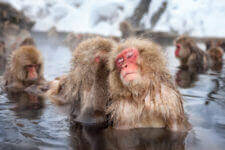 In Nagano Prefecture and Hokkaido there are places where monkeys enter hot springs