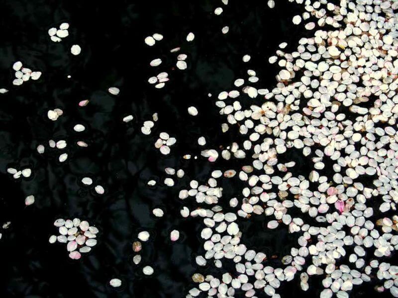 Cherry blossoms petals floating on the river = AdobeStock