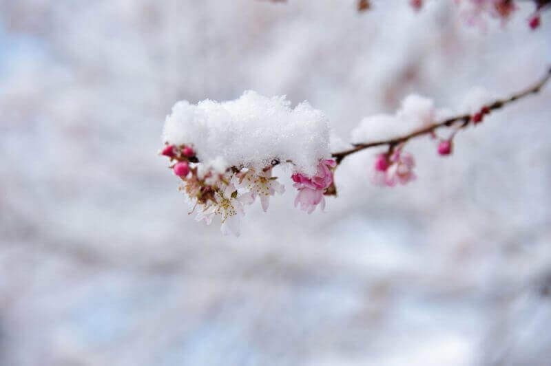 Cherry blossoms with snow piled up = AdobeStock