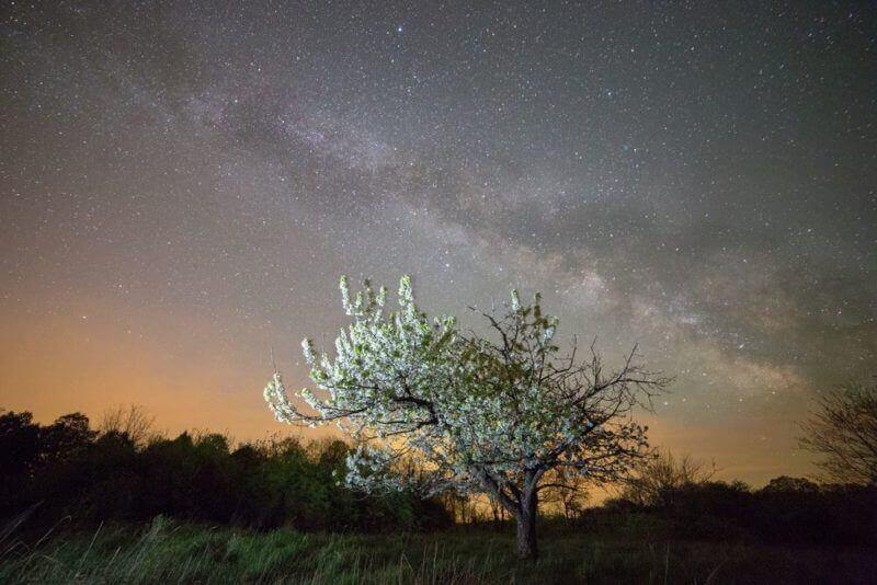 Night shot of a cherry tree in full blossom in spring with the Milky Way galaxy in the background = shutterstock