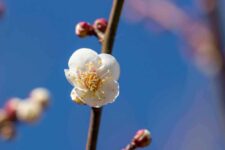 Spring is approaching. White plum blossoms blooming in Tokyo, Japan. Next is the cherry blossoms!