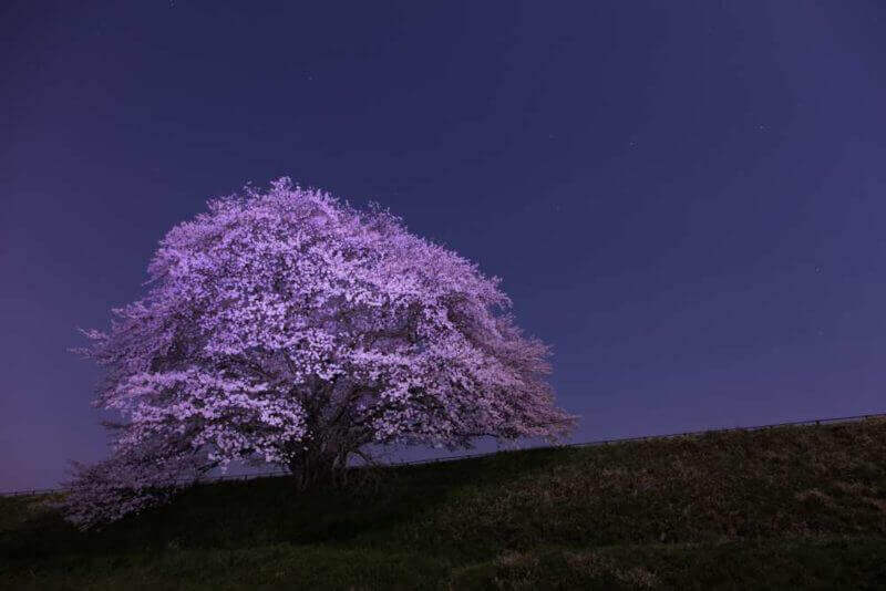 Cherry Blossom in Ikusaka-ike pond, Tenri-city, Nara, Japan. Night view = shutterstock