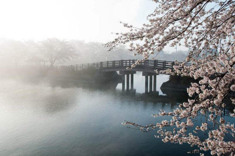 Cherry tree and bridge in the fog = shutterstock