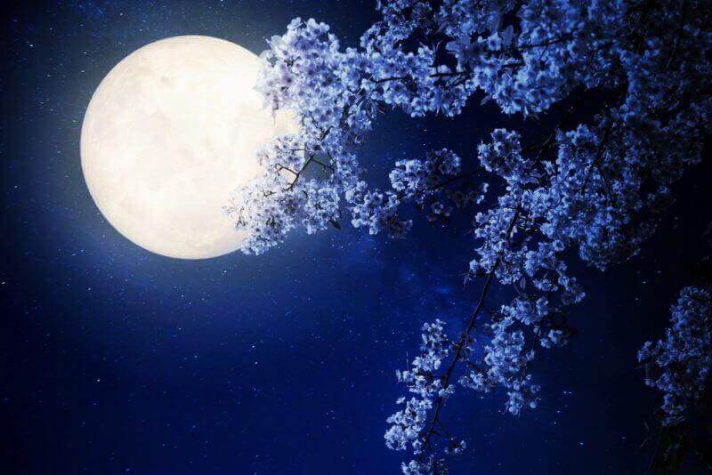 Beautiful cherry blossom (sakura flowers) with Milky Way star in night skies, full moon = shutterstock