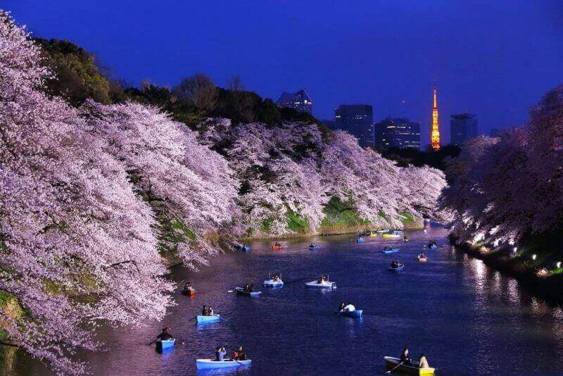 Night view of massive cherry blossoming with Tokyo tower as background. Photoed at Chidorigafuchi, Tokyo, Japan = shutterstock