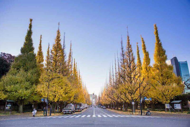 Colorful Yellow Ginko Leaves Branch Tree In Meiji Jingu Gaien Tokyo = shutterstock