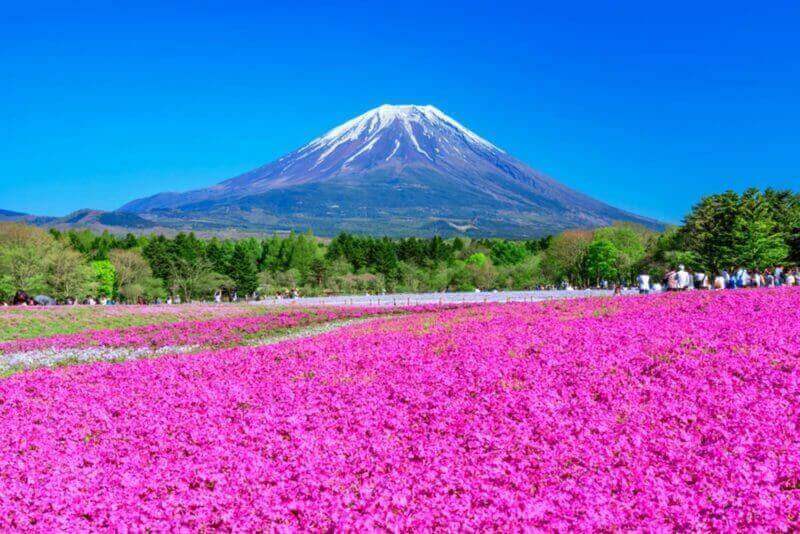 Mt. Fuji and Shibazakura (moss phlox, moss pink, mountain phlox). A spectacular spring landscape representing Japan = shutterstock