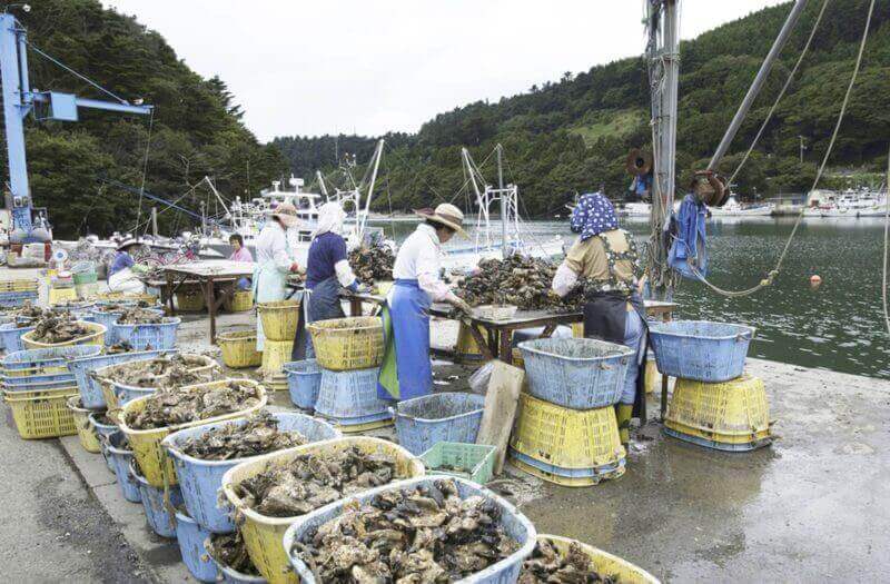 An image of Farming of oysters = shutterstock