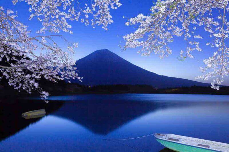 Mount Fuji and Cherry Blossom in full bloom as seen from Lake Tanuki, Fujinomiya City, Shizuoka Prefecture, Japan = AdobeStock_2523573301