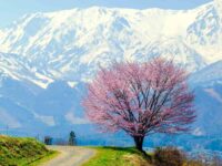 Hakuba chain of mountains of snow and a pink one cherry tree = shutterstock