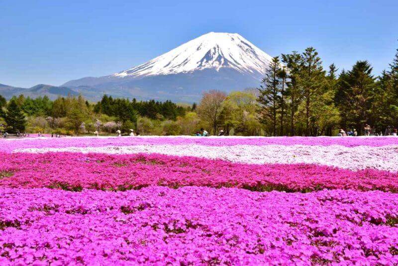 Pink moss field and Mt. Fuji with clear blue sky = shutterstock