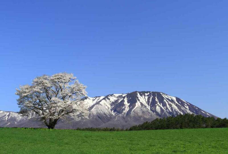Mount Iwate and Cherry Blossom, Iwate Prefecture, Japan = shutterstock