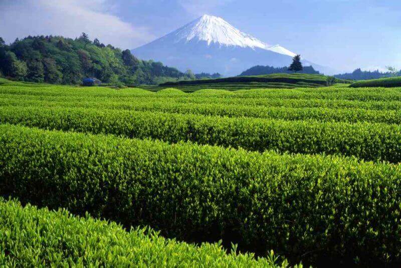 Fresh green tea fields with snow-capped Mount Fuji = shutterstock