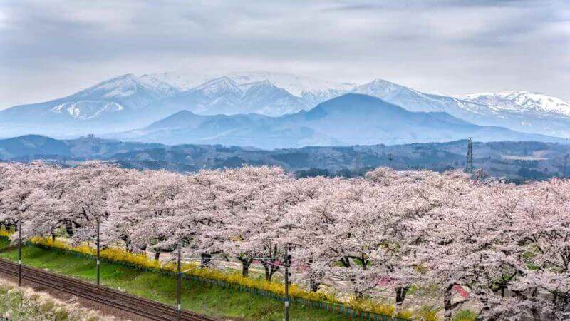 Railroad track with a row of cherry trees, This area is popular sakura spot at Funaoaka, Sendai, Japan = shutterstock