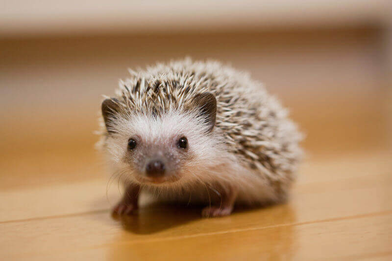 Hedgehogs are gentle